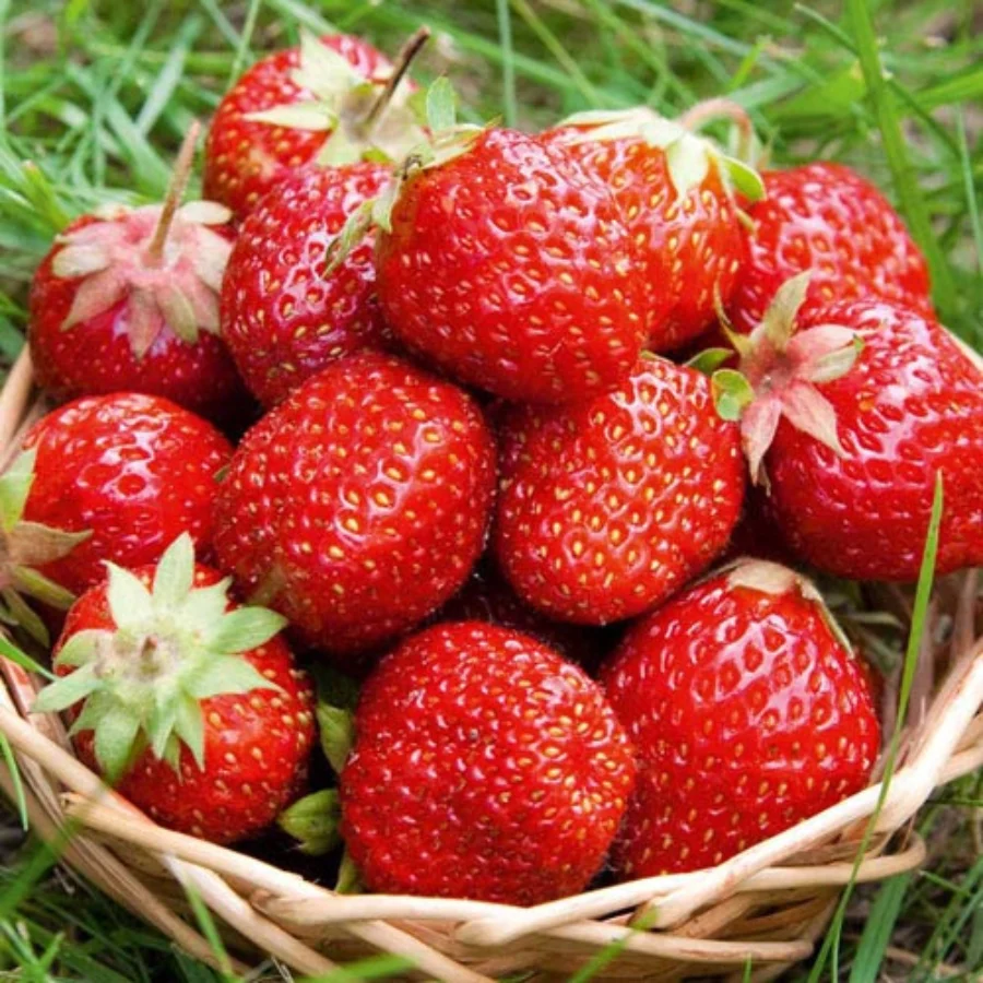 PREMIUM VIETNAMESE FRESH STRAWBERRY JUICE 250ML CAN – REAL FRUIT BEVERAGE, OEM/ODM MANUFACTURING AND WHOLESALE EXPORT 4