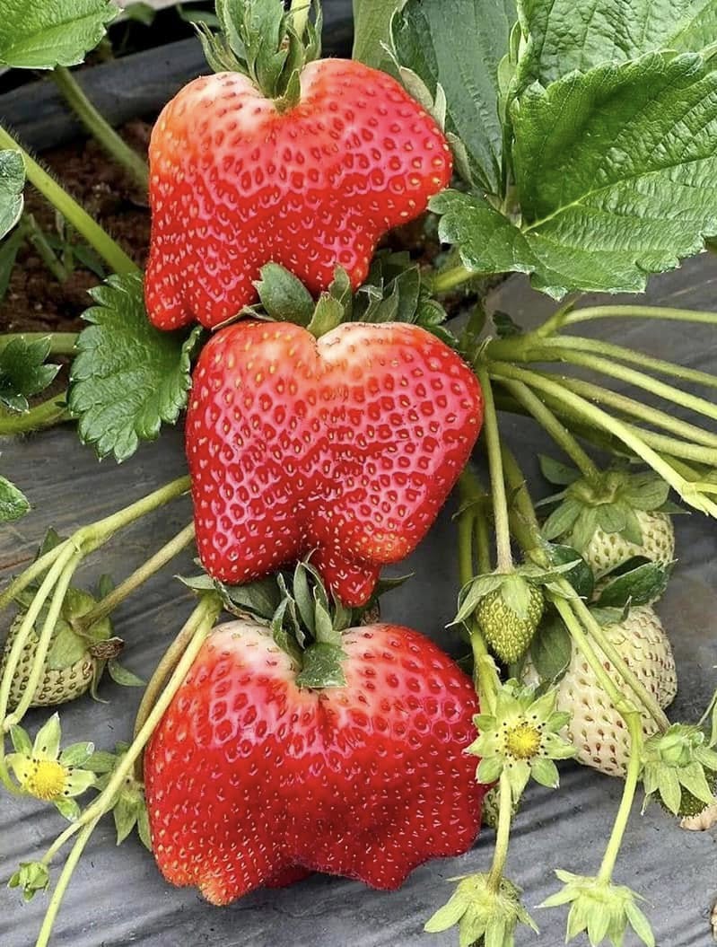 PREMIUM VIETNAMESE MOC CHAU STRAWBERRIES – FRESH HIGHLAND FRUIT FOR WHOLESALE AND EXPORT MARKETS 2