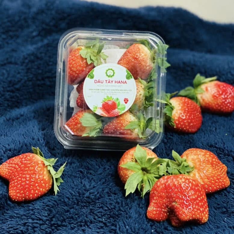 PREMIUM VIETNAMESE MOC CHAU STRAWBERRIES – FRESH HIGHLAND FRUIT FOR WHOLESALE AND EXPORT MARKETS 3