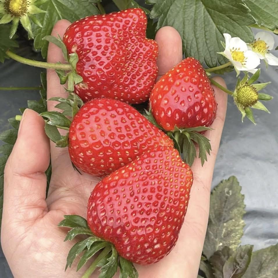 PREMIUM VIETNAMESE MOC CHAU STRAWBERRIES – FRESH HIGHLAND FRUIT FOR WHOLESALE AND EXPORT MARKETS 4
