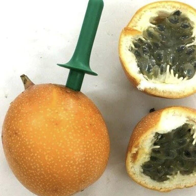 PREMIUM VIETNAMESE COLOMBIAN PASSION FRUIT FROM DA LAT GROWERS – FRESH TROPICAL FRUIT FOR WHOLESALE AND EXPORT 3