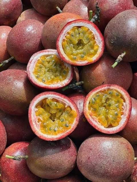 PREMIUM VIETNAMESE GRAFTED PASSION FRUIT PLANTS – YELLOW ROOTSTOCK WITH PURPLE SCION FOR WHOLESALE AGRICULTURAL SUPPLY 2
