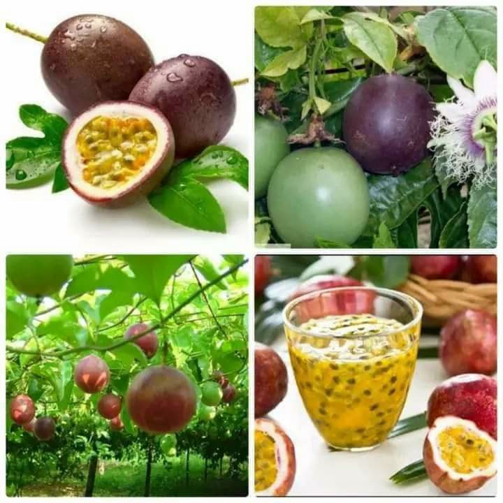 PREMIUM VIETNAMESE GRAFTED PASSION FRUIT PLANTS – YELLOW ROOTSTOCK WITH PURPLE SCION FOR WHOLESALE AGRICULTURAL SUPPLY 3