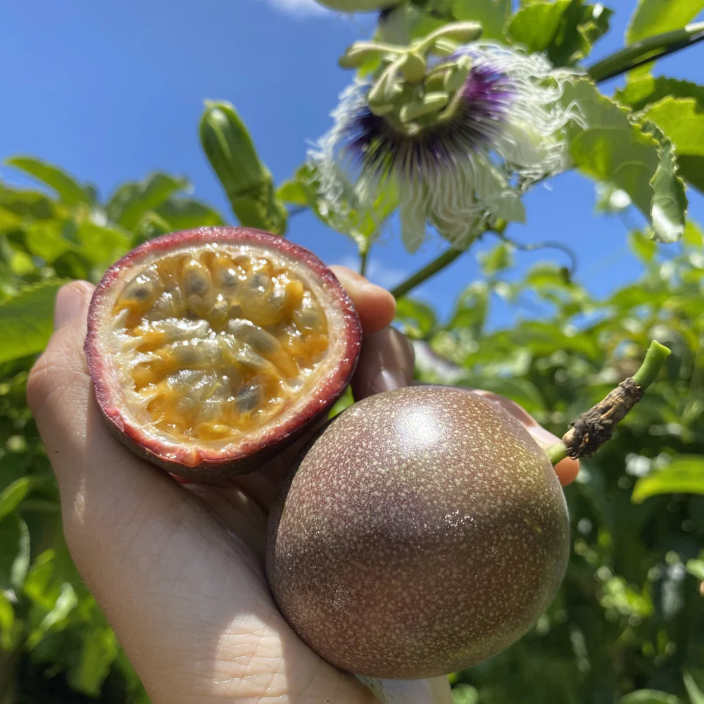 PREMIUM VIETNAMESE FRESH PASSION FRUIT – BULK EXPORT FROM VIETNAM, CARTON PACKAGING AND WHOLESALE SUPPLY 3