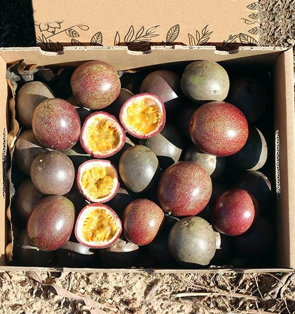 PREMIUM VIETNAMESE FRESH PASSION FRUIT – BULK EXPORT FROM VIETNAM, CARTON PACKAGING AND WHOLESALE SUPPLY 4