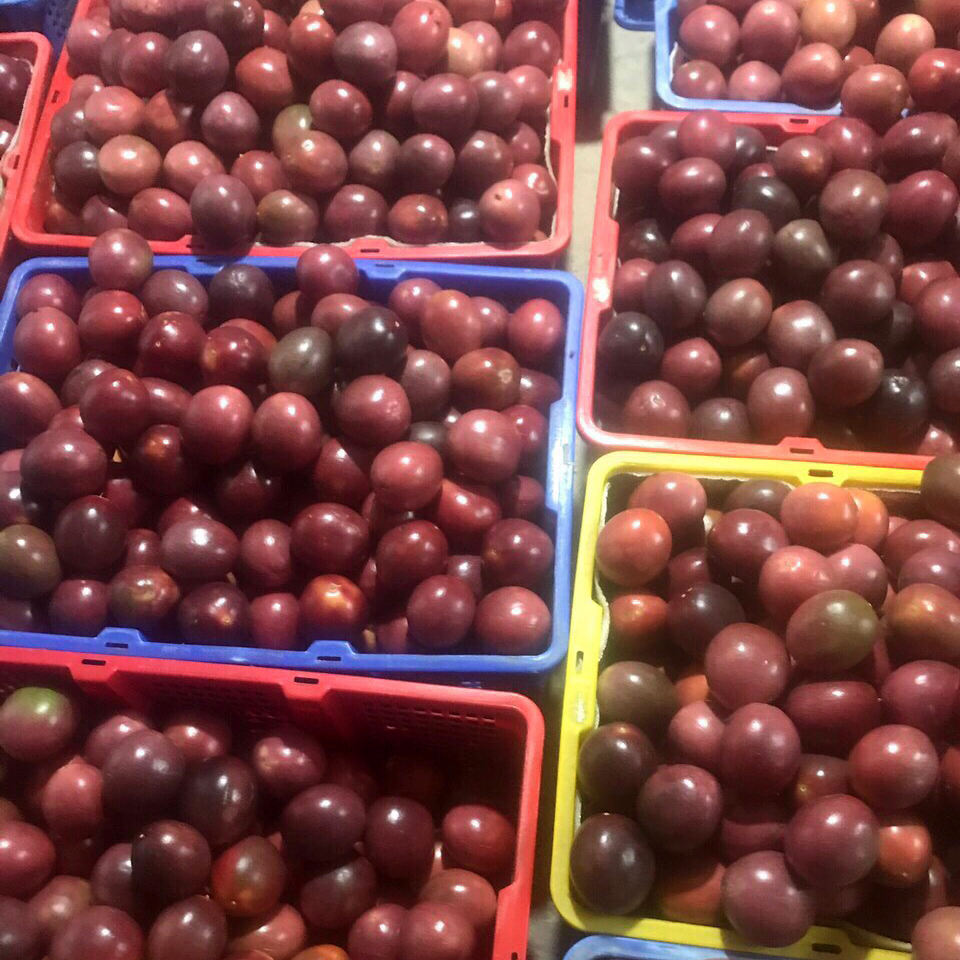 PREMIUM VIETNAMESE FRESH ORGANIC PASSION FRUIT – 10KG EXPORT CARTONS, WHOLESALE SUPPLY AND INTERNATIONAL DELIVERY
