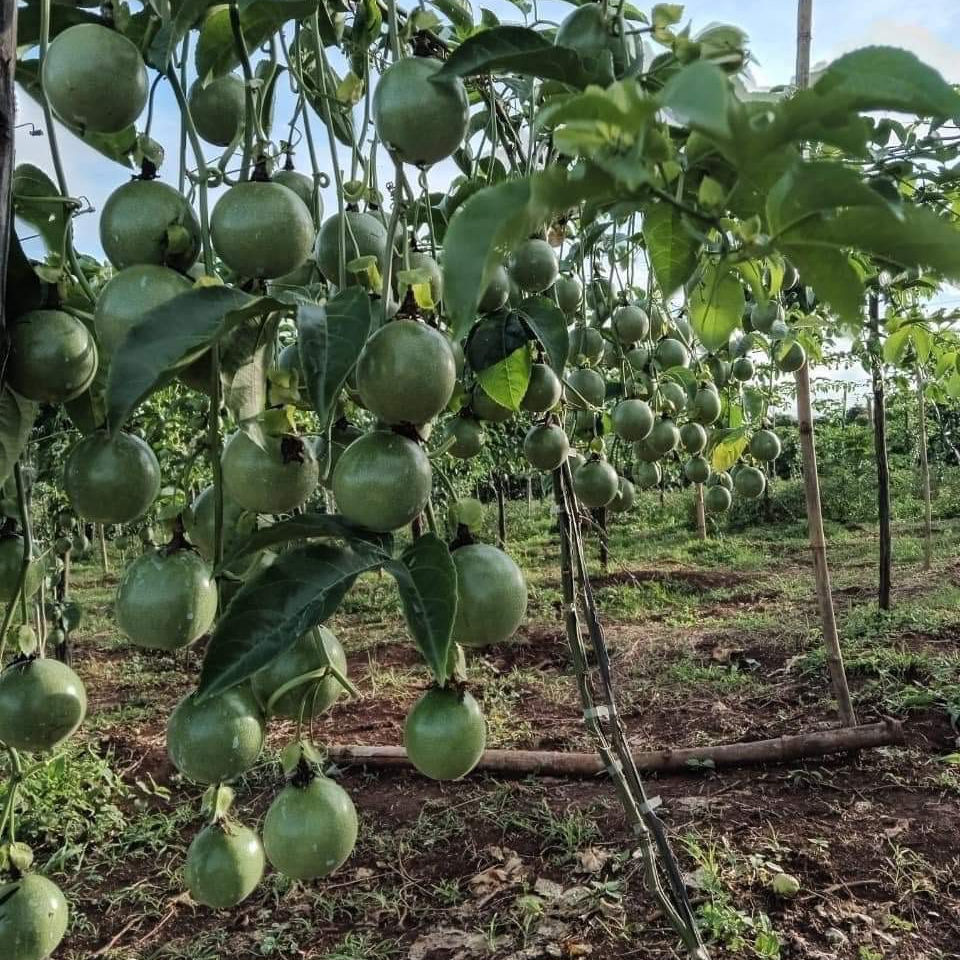 PREMIUM VIETNAMESE RIPE PASSION FRUIT – 7KG TROPICAL EXPORT CARTONS, WHOLESALE FRESH FRUIT SUPPLY 3