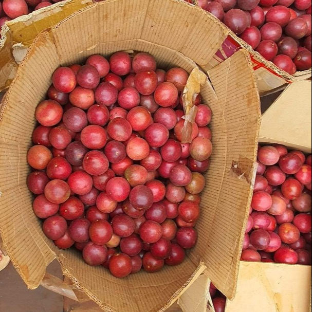 PREMIUM VIETNAMESE RIPE PASSION FRUIT – 7KG TROPICAL EXPORT CARTONS, WHOLESALE FRESH FRUIT SUPPLY 4