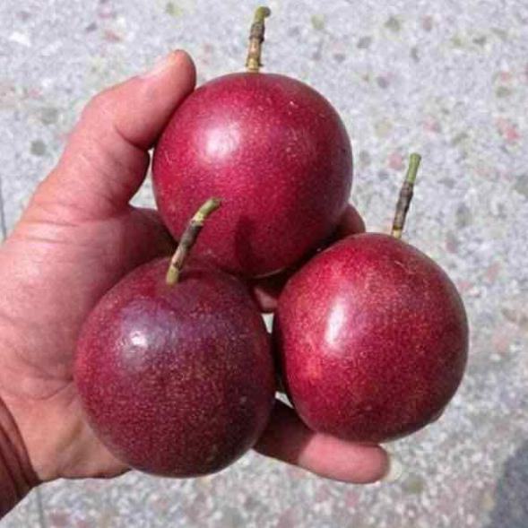PREMIUM VIETNAMESE DRIED PASSION FRUIT – HIGH QUALITY, ORGANIC SOURCING OPTIONS AND COMPETITIVE WHOLESALE EXPORT