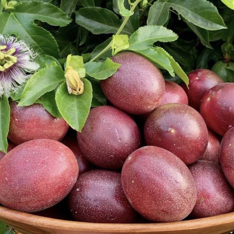 PREMIUM VIETNAMESE DRIED PASSION FRUIT – HIGH QUALITY, ORGANIC SOURCING OPTIONS AND COMPETITIVE WHOLESALE EXPORT 2