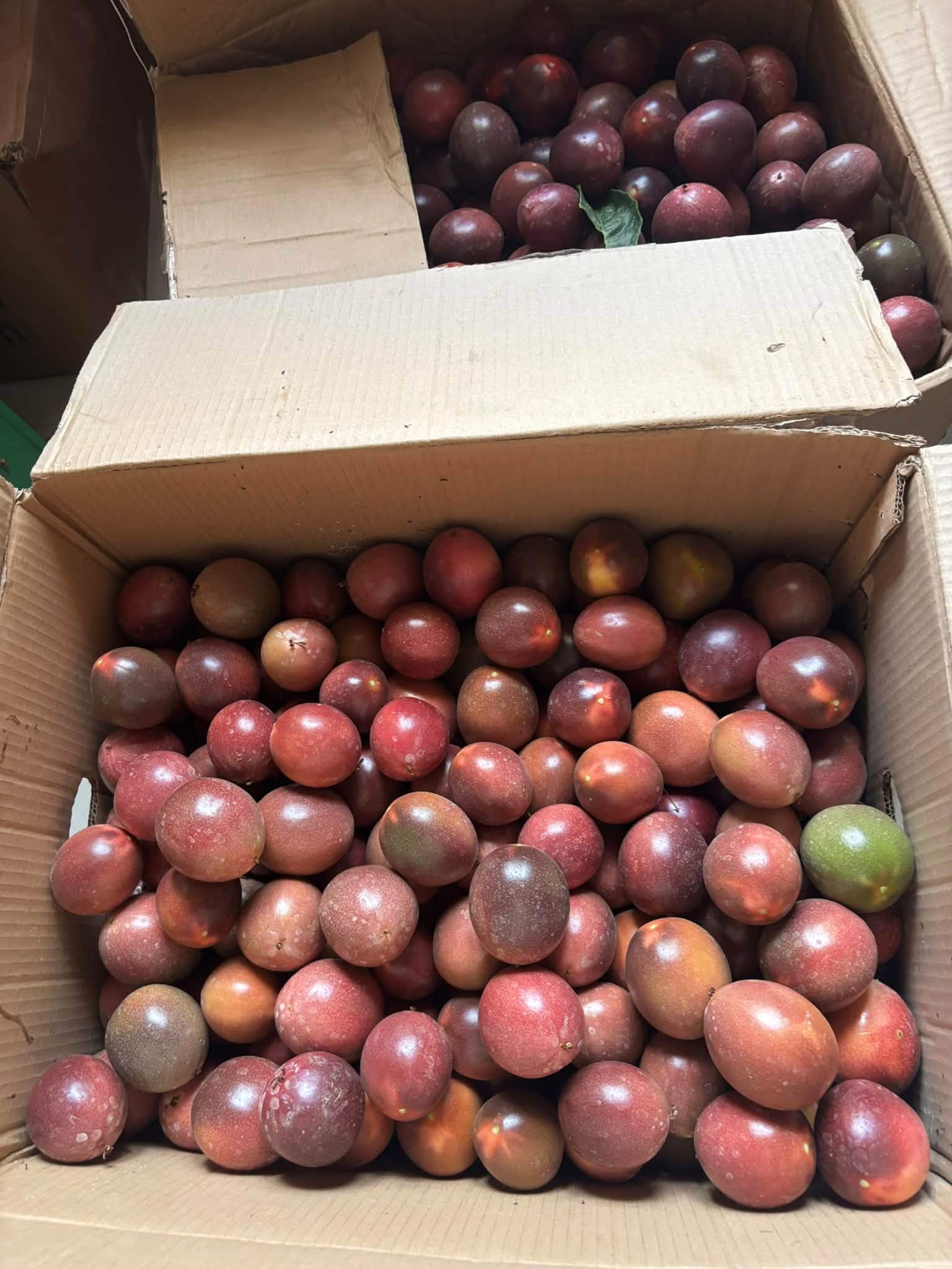 PREMIUM VIETNAMESE FRESH ORGANIC PASSION FRUIT – WHOLESALE SUPPLY, 100% FRESH FRUIT AND INTERNATIONAL EXPORT 3