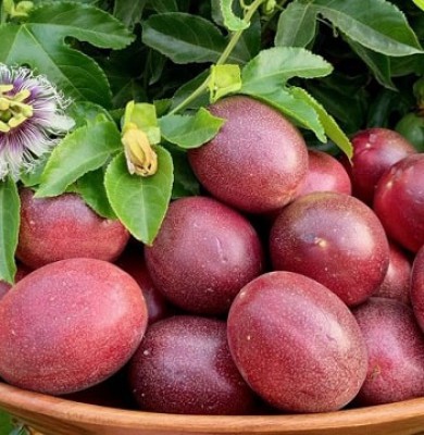 PREMIUM VIETNAMESE TAIWANESE PURPLE PASSION FRUIT FROM DA LAT – FRESH TROPICAL FRUIT FOR WHOLESALE AND EXPORT