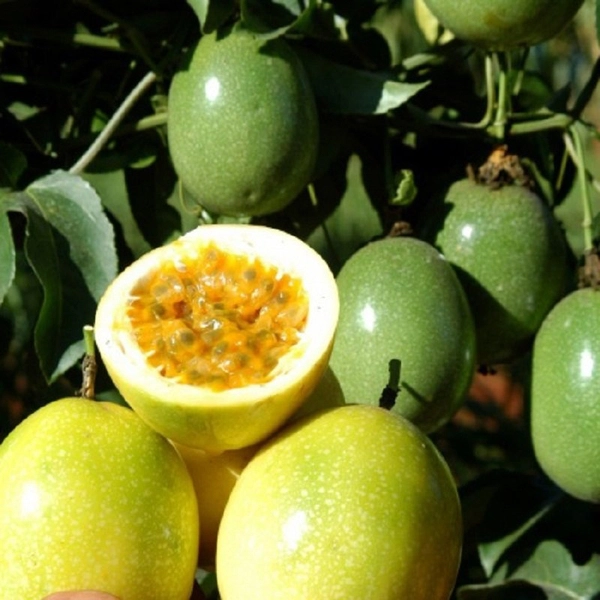 PREMIUM VIETNAMESE SWEET YELLOW PASSION FRUIT – FRESH TROPICAL FRUIT FOR WHOLESALE AND EXPORT SUPPLY 2